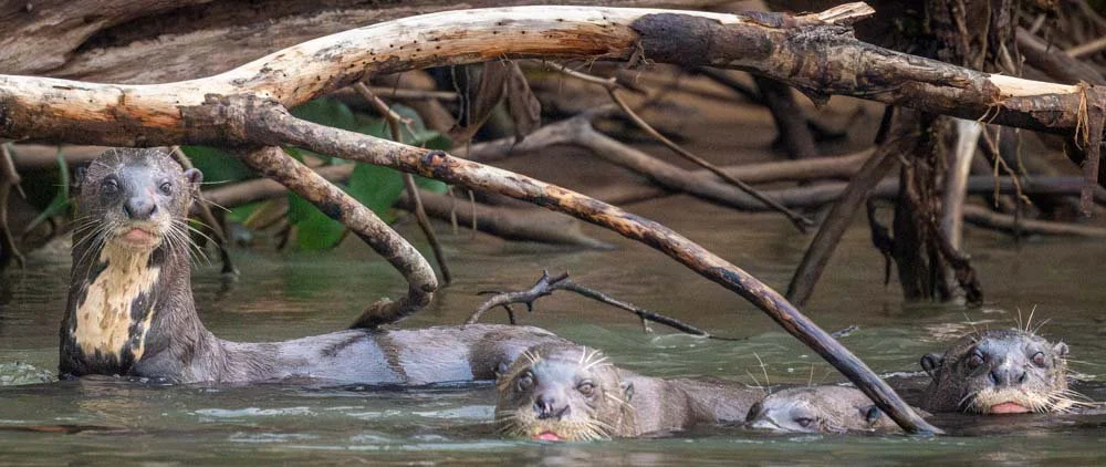 Three curious Giant Otters Jenny Garlick (1 of 1).jpg