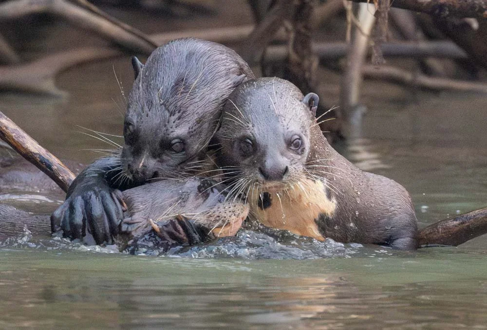 Three Giant Otters playing Jenny Garlick (1 of 1).jpg