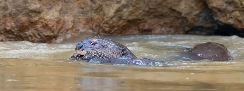 Gaint Otter swimming with pup Jenny Garlick (1 of 1).jpg