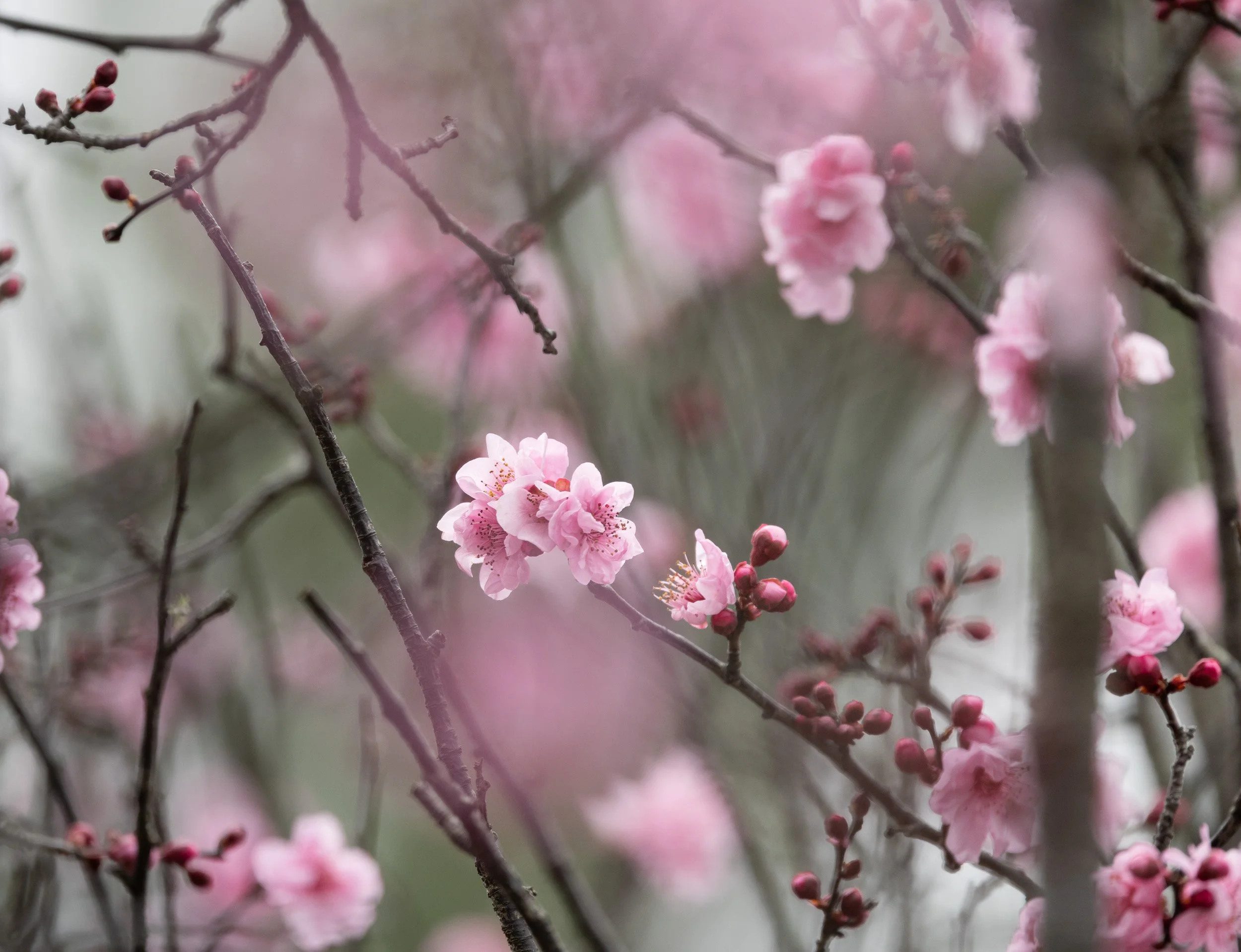 Waiting for the Blossoms · Auburn Botanic Gardens