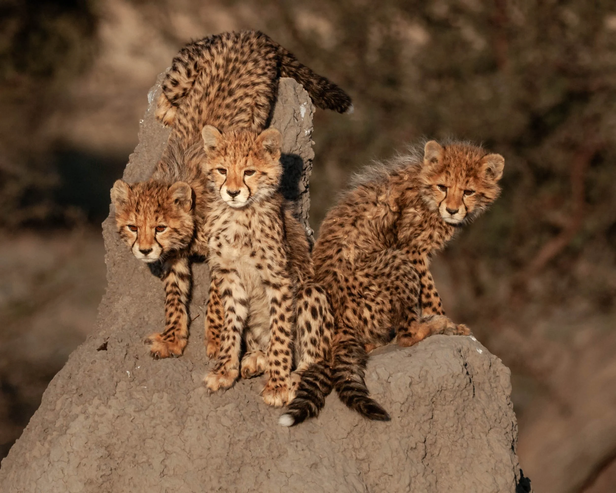 Siblings On Guard Jenny Garlick (1 of 1)-Edit.jpg