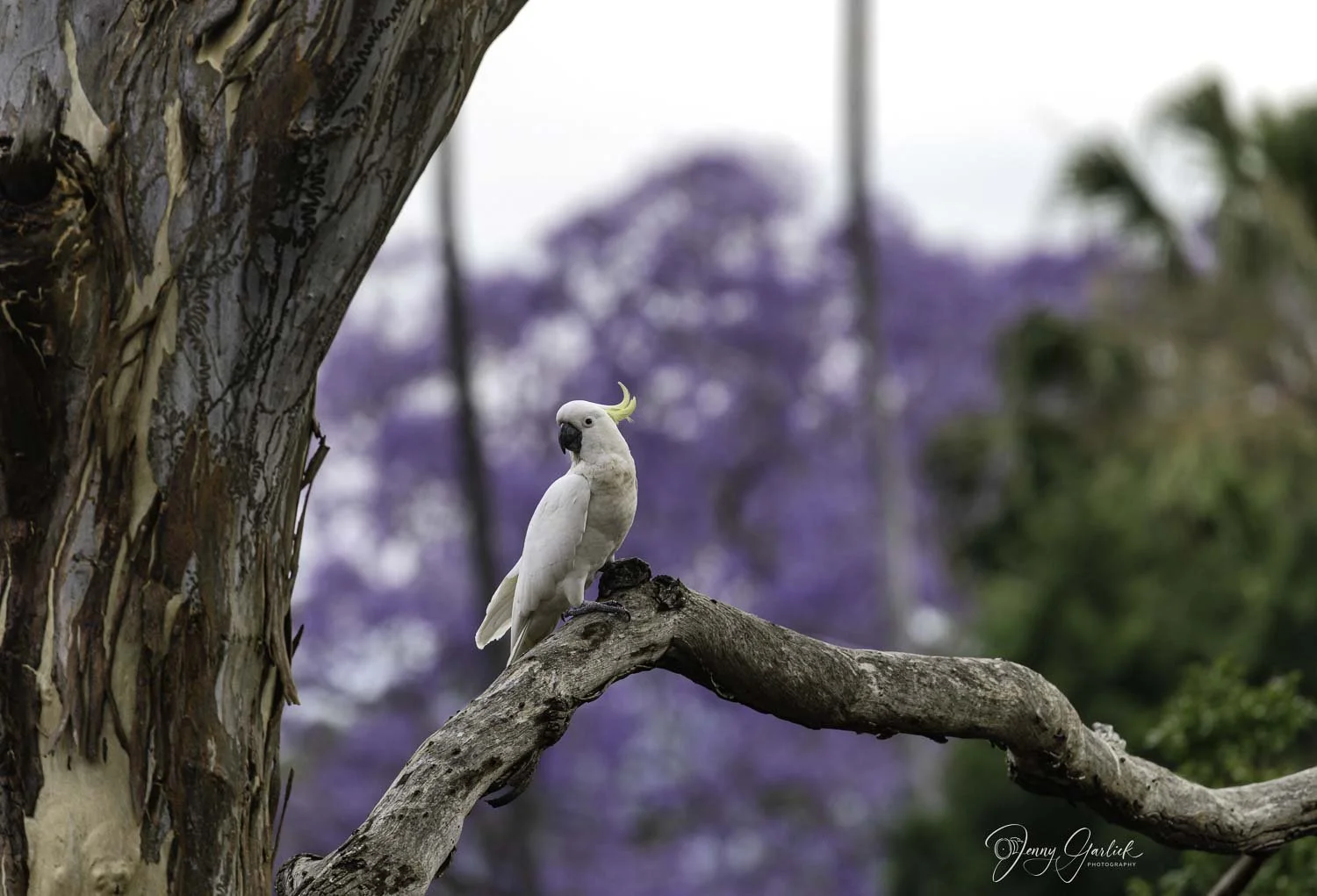 best cockatoopurple landscape--Edit.jpg