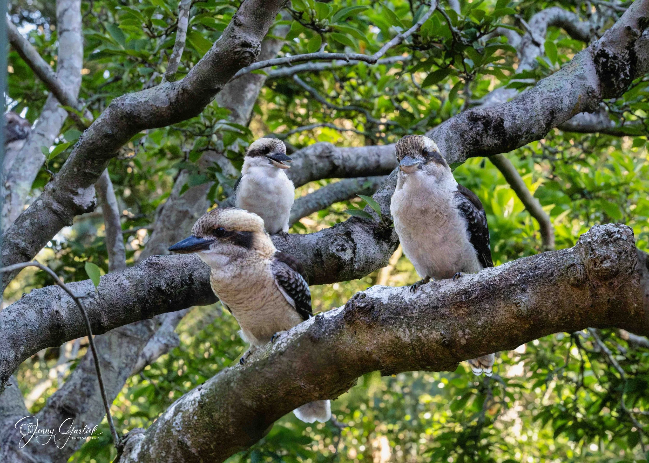 Kookaburras in trees (2 of 2)-Edit.jpg