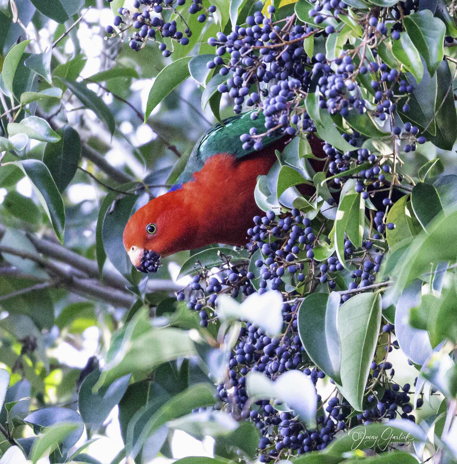 best  female king parrot eating berries (1 of 1)-Edit.jpg