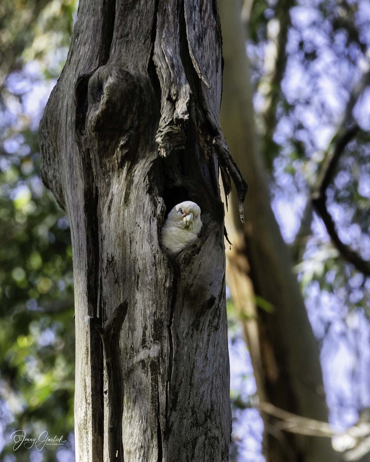 best cockatoo chick in tree--Edit.jpg