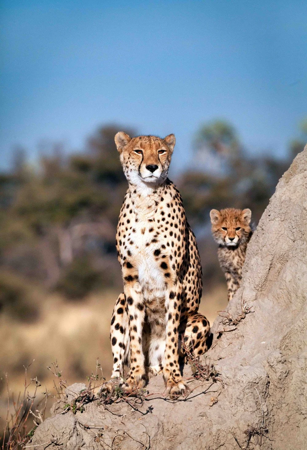 A mother cheetah and her cub sit on a rocky outcrop in the wild, with blurred trees and blue sky in the background.