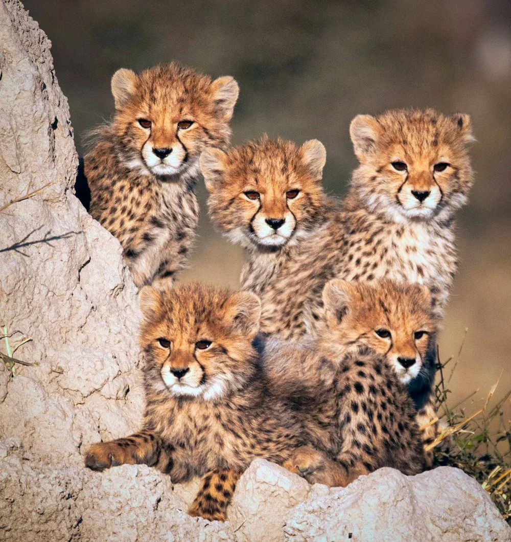 Six cheetah cubs sitting on rocks and grassy terrain, with a blurred natural background.