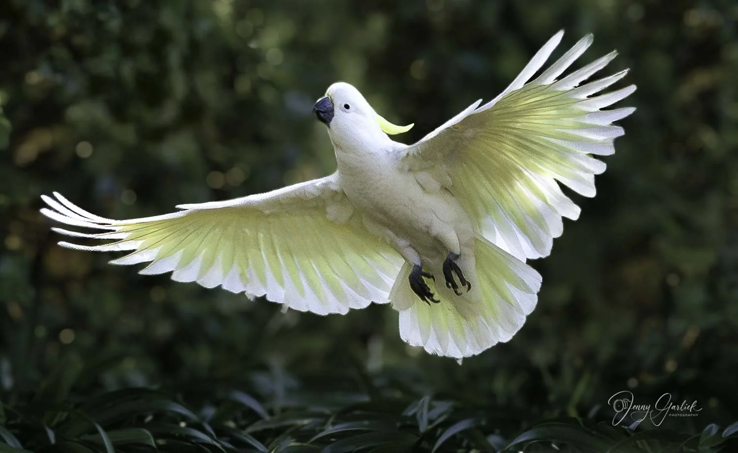 best cockatoo in flight spead wiwngs 1-.jpg