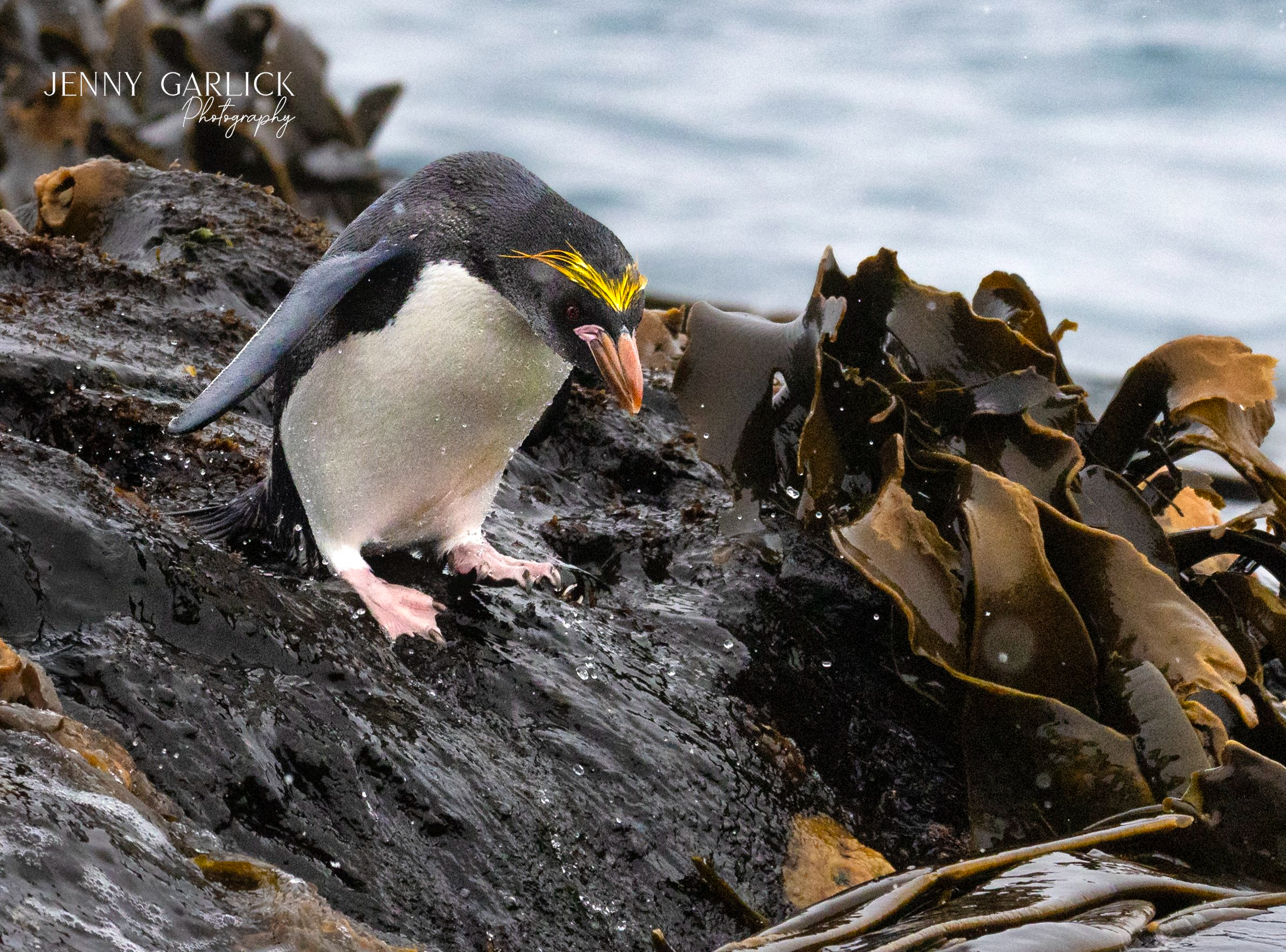 Macaroni Penguins of South Georgia