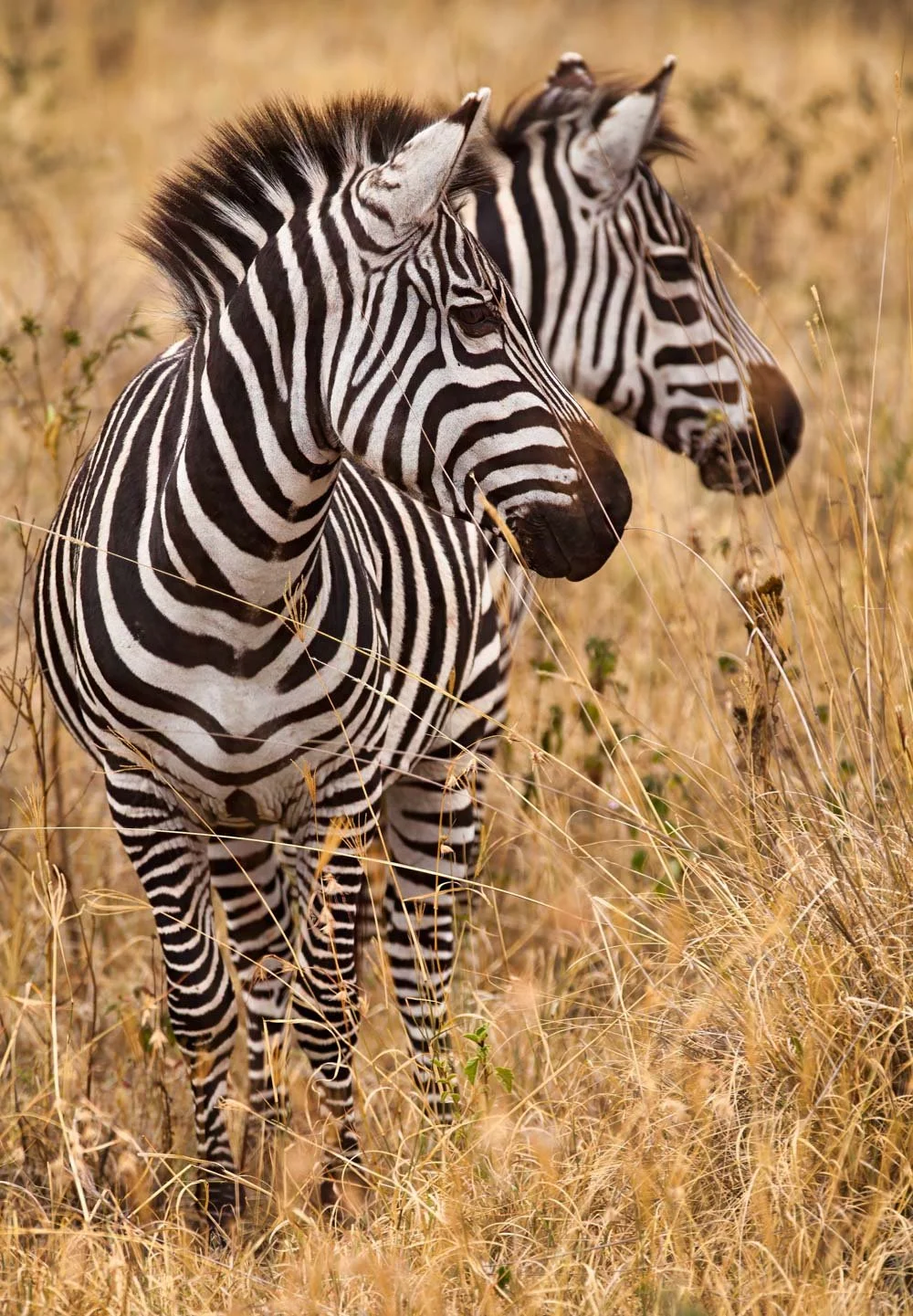 Two zebras standing in a grassy field.