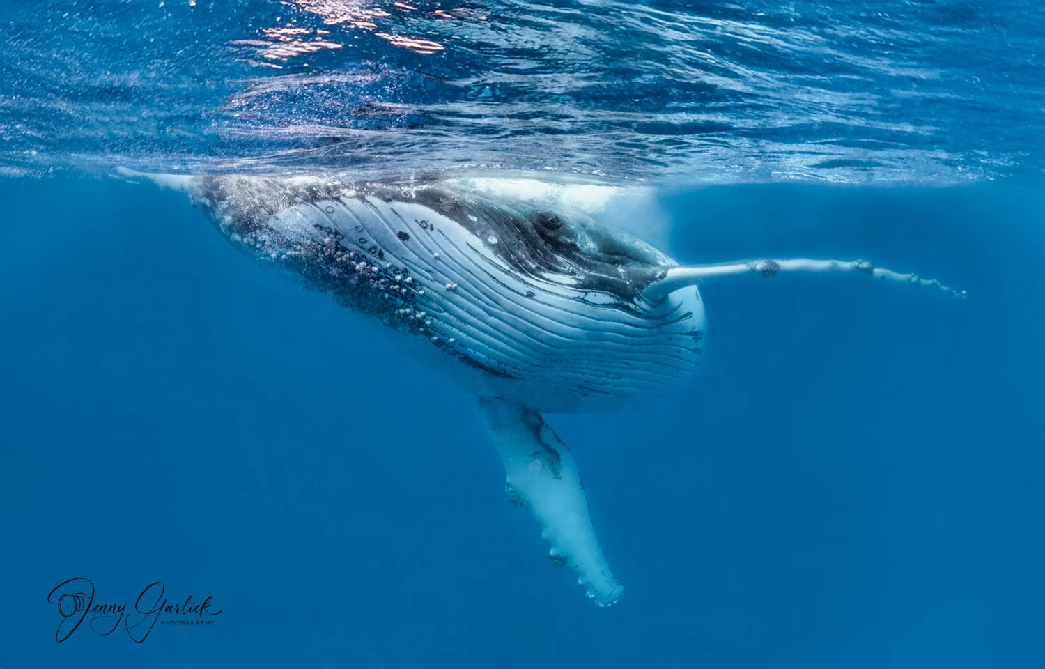 Humpback Whales from the Archives
