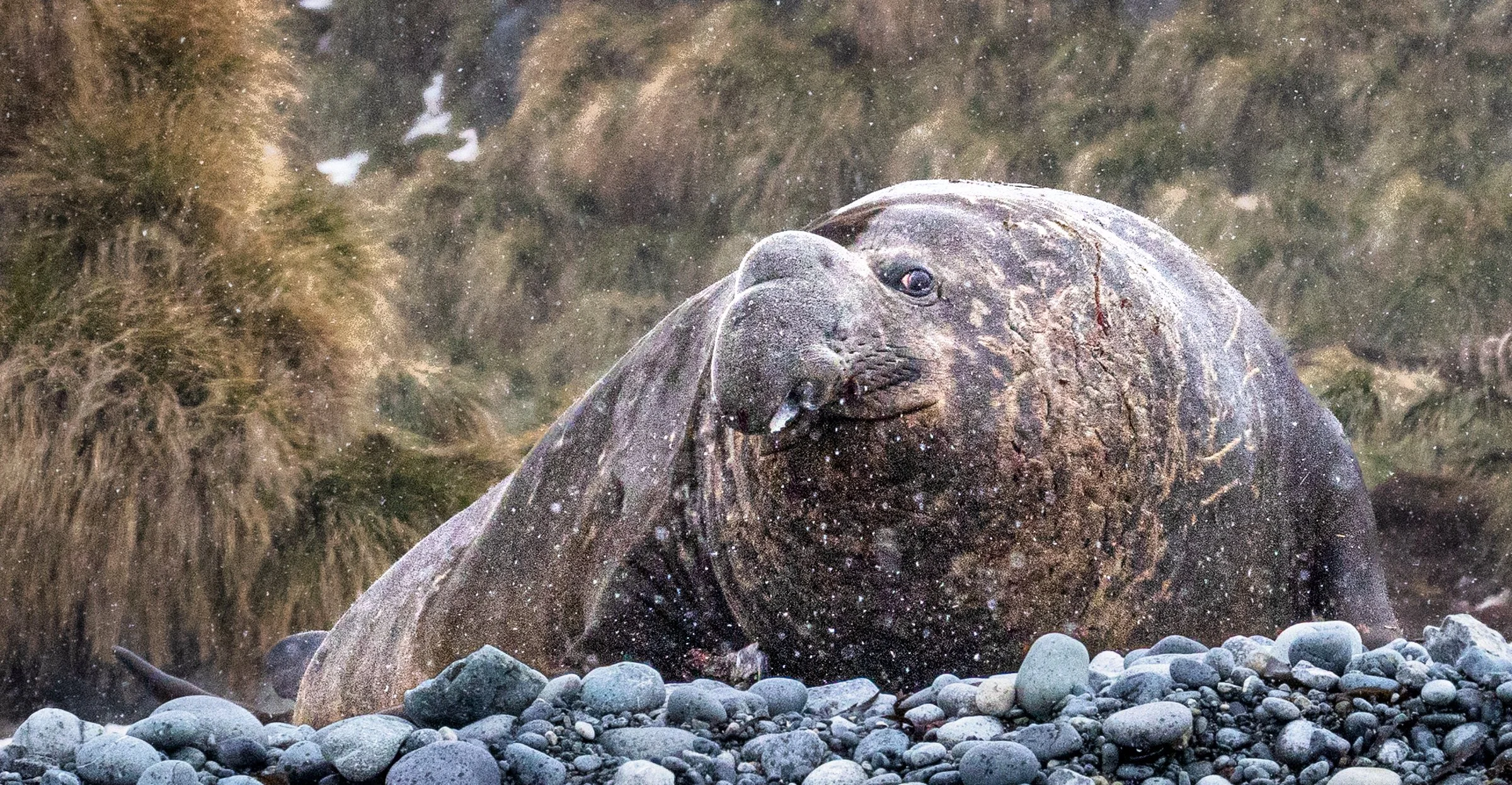 Where Even Giants are Vulnerable - Elephant Seal Portfolio
