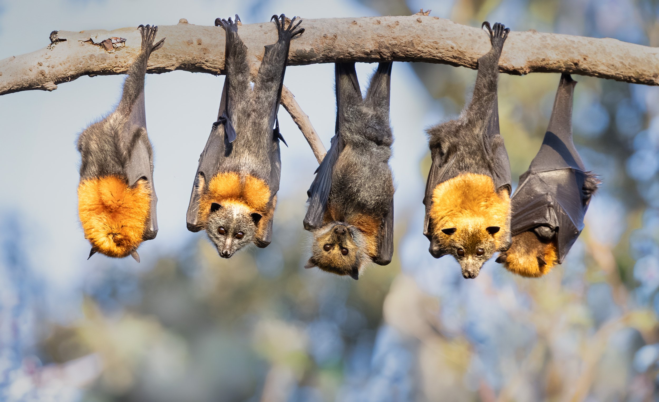 Grey-Headed Flying Foxes