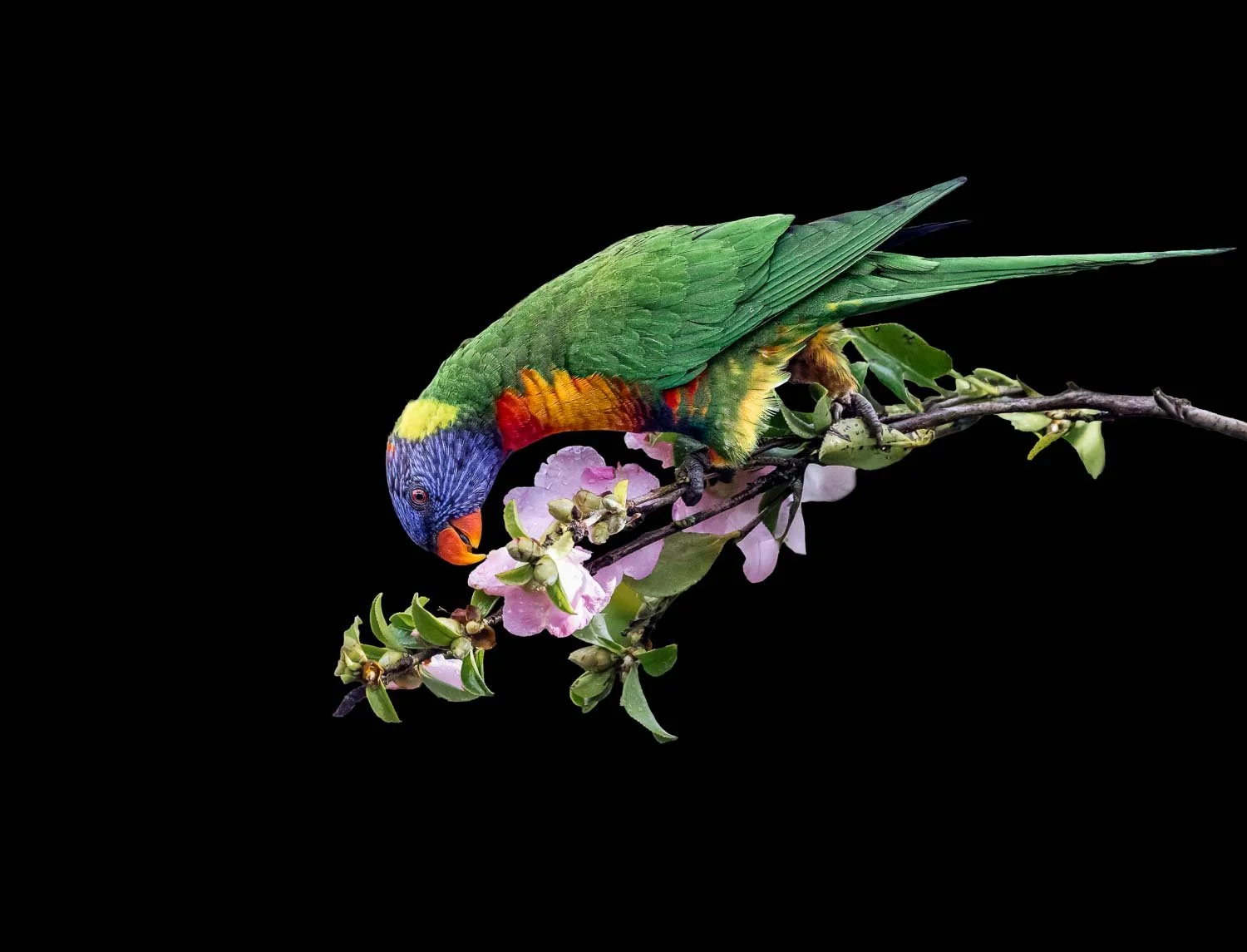 Rainbow Lorikeets Best-_K3A2939-3.jpg