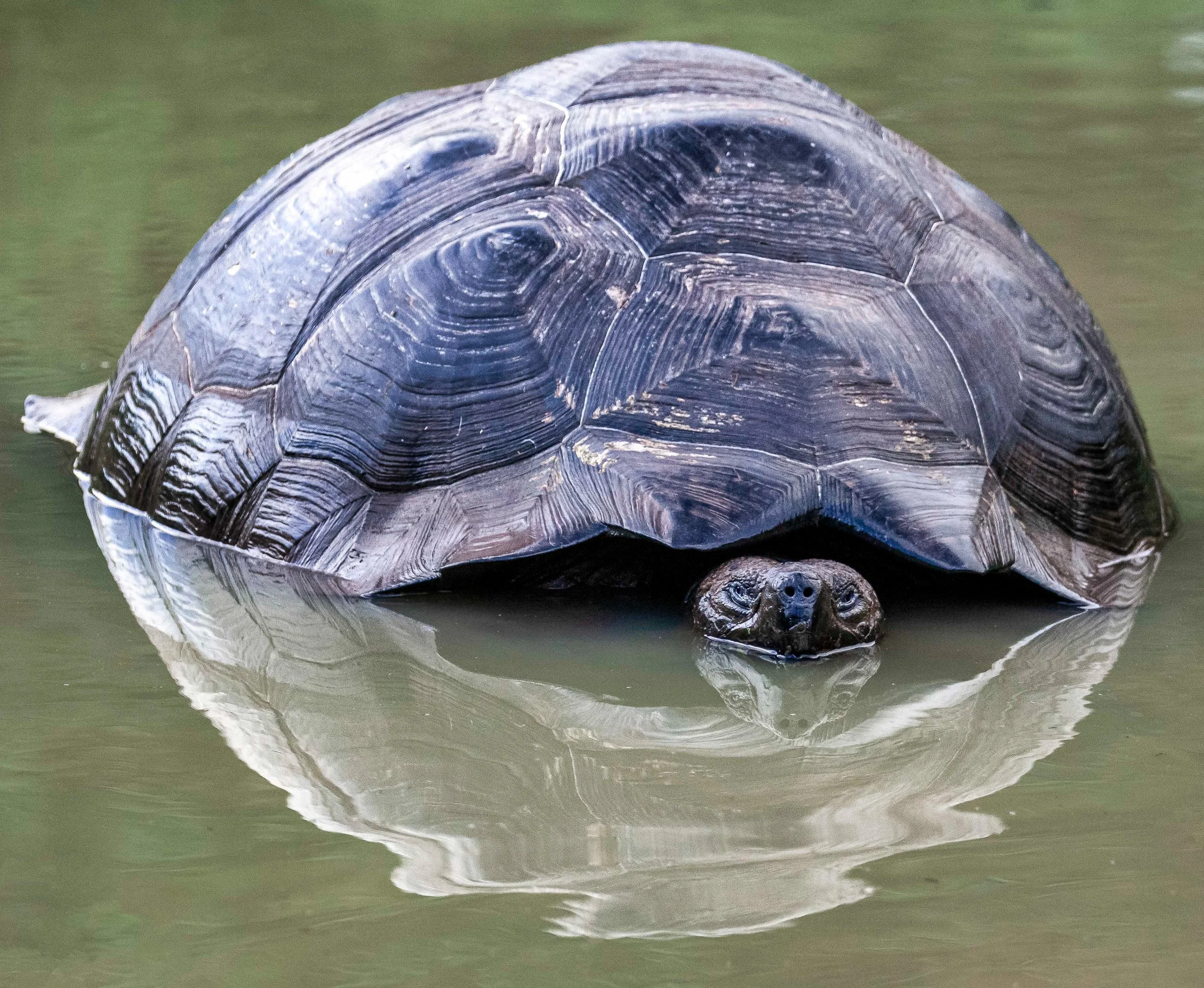 Armoured Reflection · Galápagos Tortoise · Galápagos Islands | 2nd Place · Pulse Px Awards · Armoured · Category A · 2026 · 220 entries