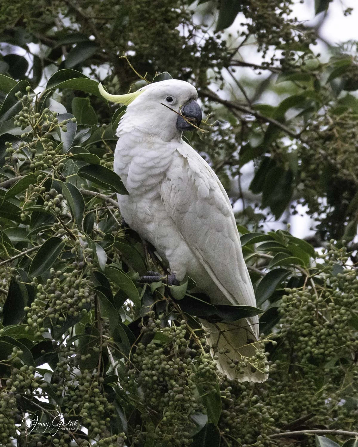 cockatoo in tree eating raw file (1 of 1)-Edit.jpg