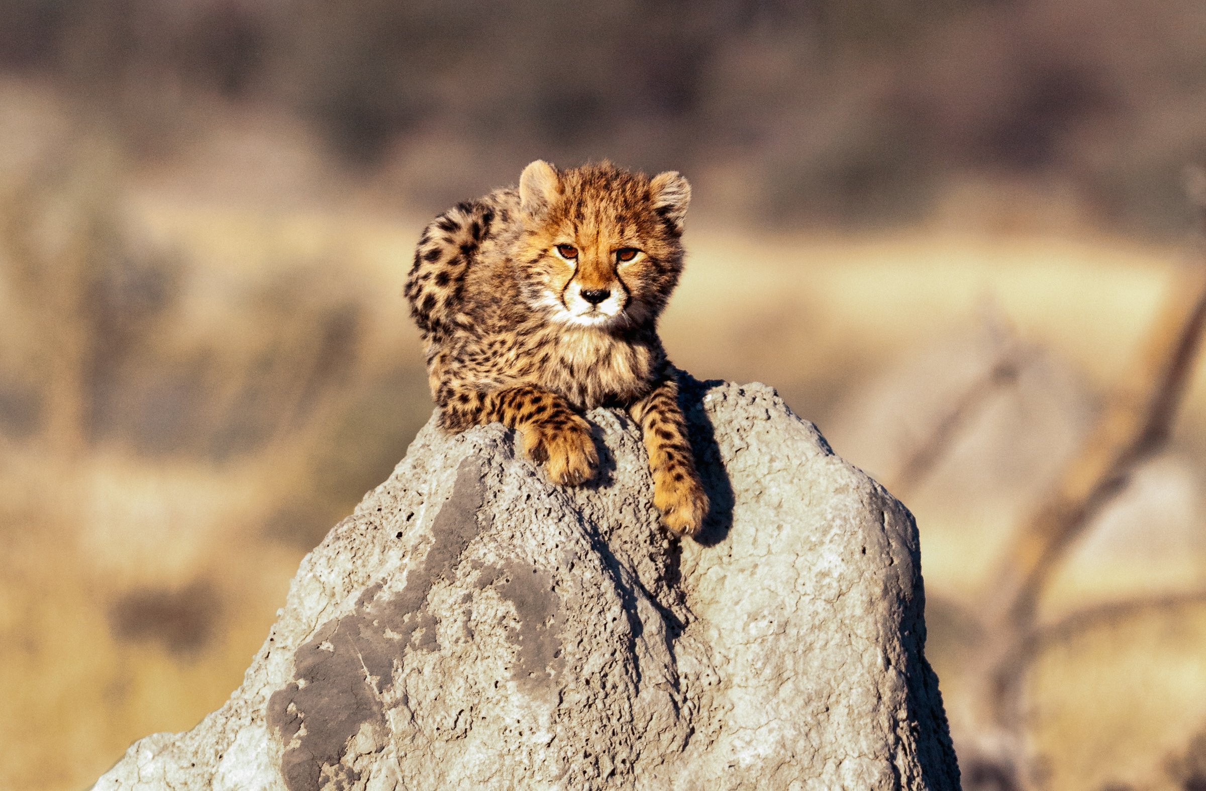 A Future Born In The Wild - Cheetah Portfolio