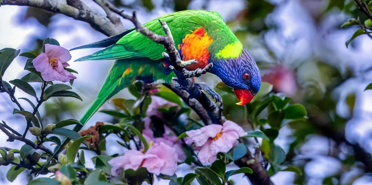 Rainbow Lorikeets Best-untitled (1375 of 1407).jpg