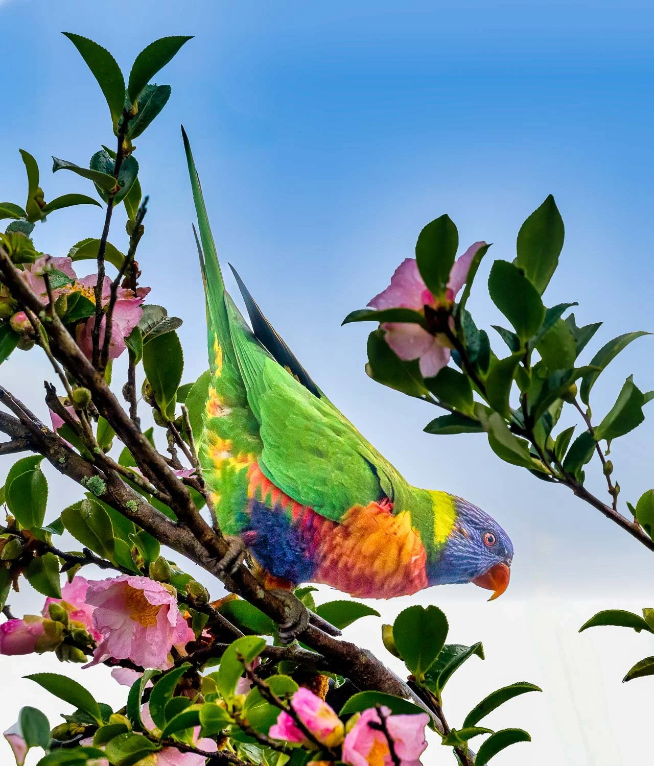 Rainbow Lorikeets Best-_K3A2784.jpg