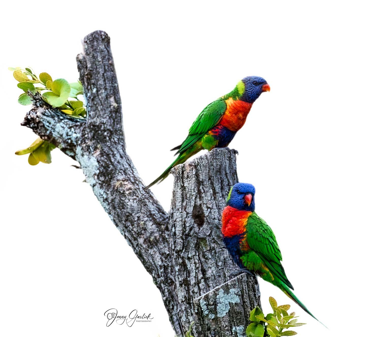 Rainbow Lorikeets Best-Best Lorrikeets--2-Edit-Edit copy signed.jpg