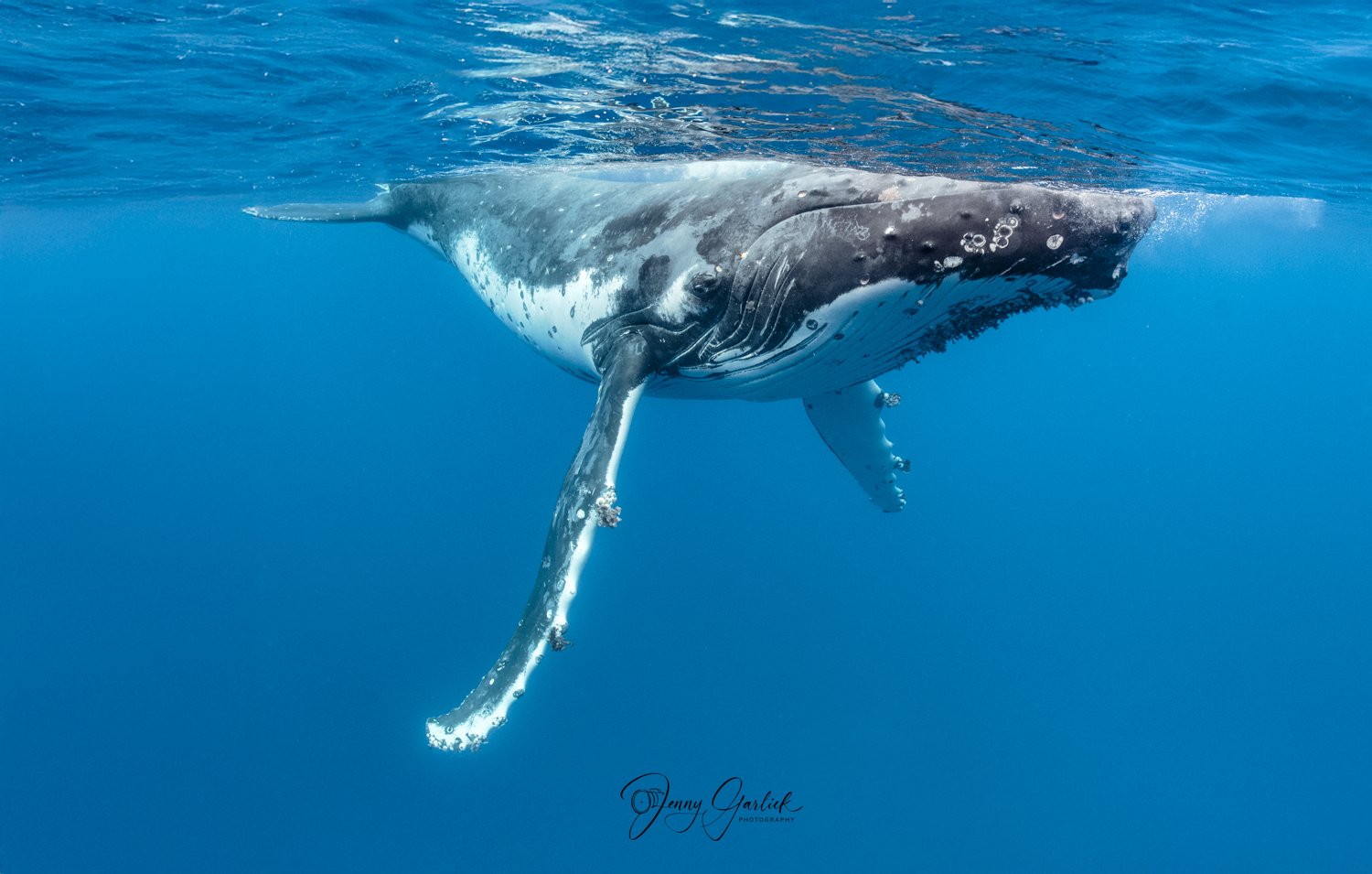 Sergio wale to print 3-Edit.jpg