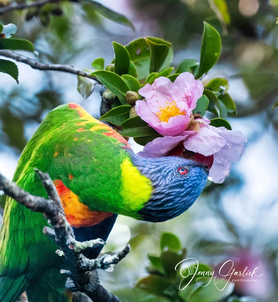 Rainbow Lorikeet