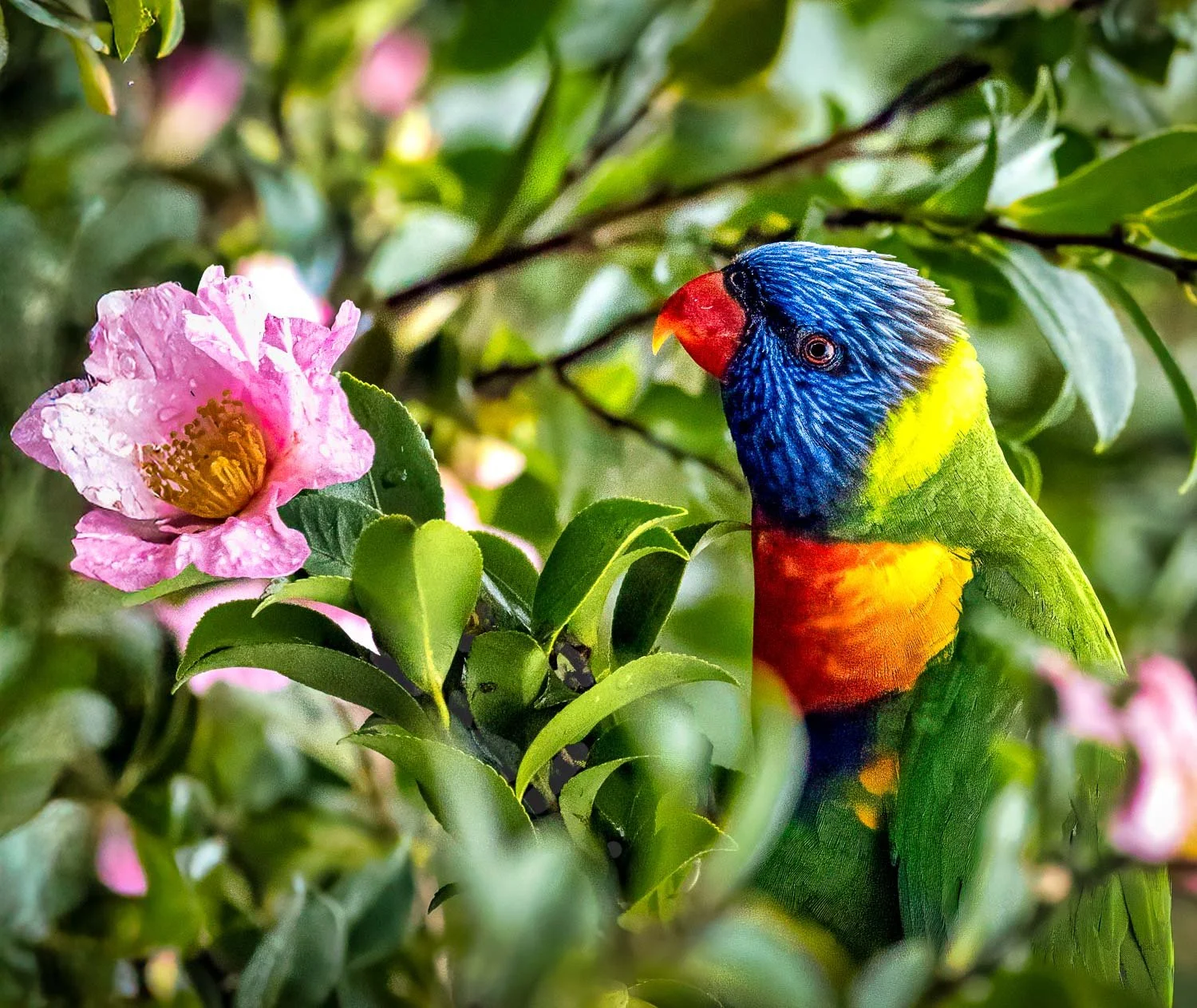 Rainbow Lorikeets Best-_K3A4417.jpg