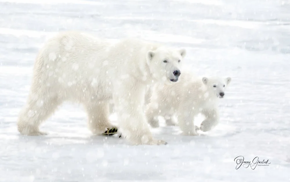 White on White · Polar Bear and Cub | Featured · Editors’ Choice · 500px · 2026 | 1st Place · Pulse Px Awards · Blend into the Landscape · Category A · 2026 · 246 entries | 1st Place · Pulse Px Awards · Spectrum White · Category A · 2025 · 148 entrie