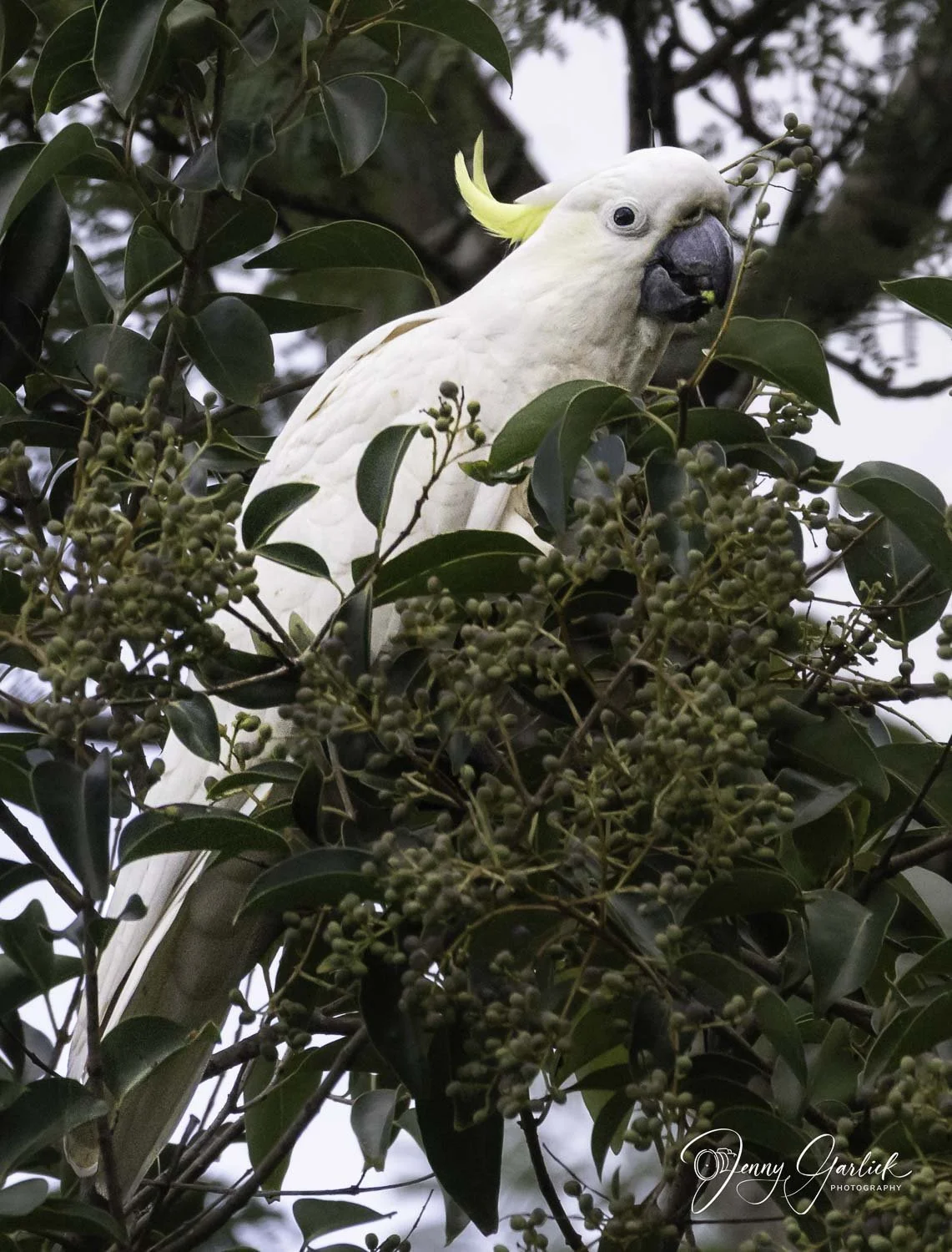 cockatoo in tree eating edited (1 of 1)-Edit.jpg