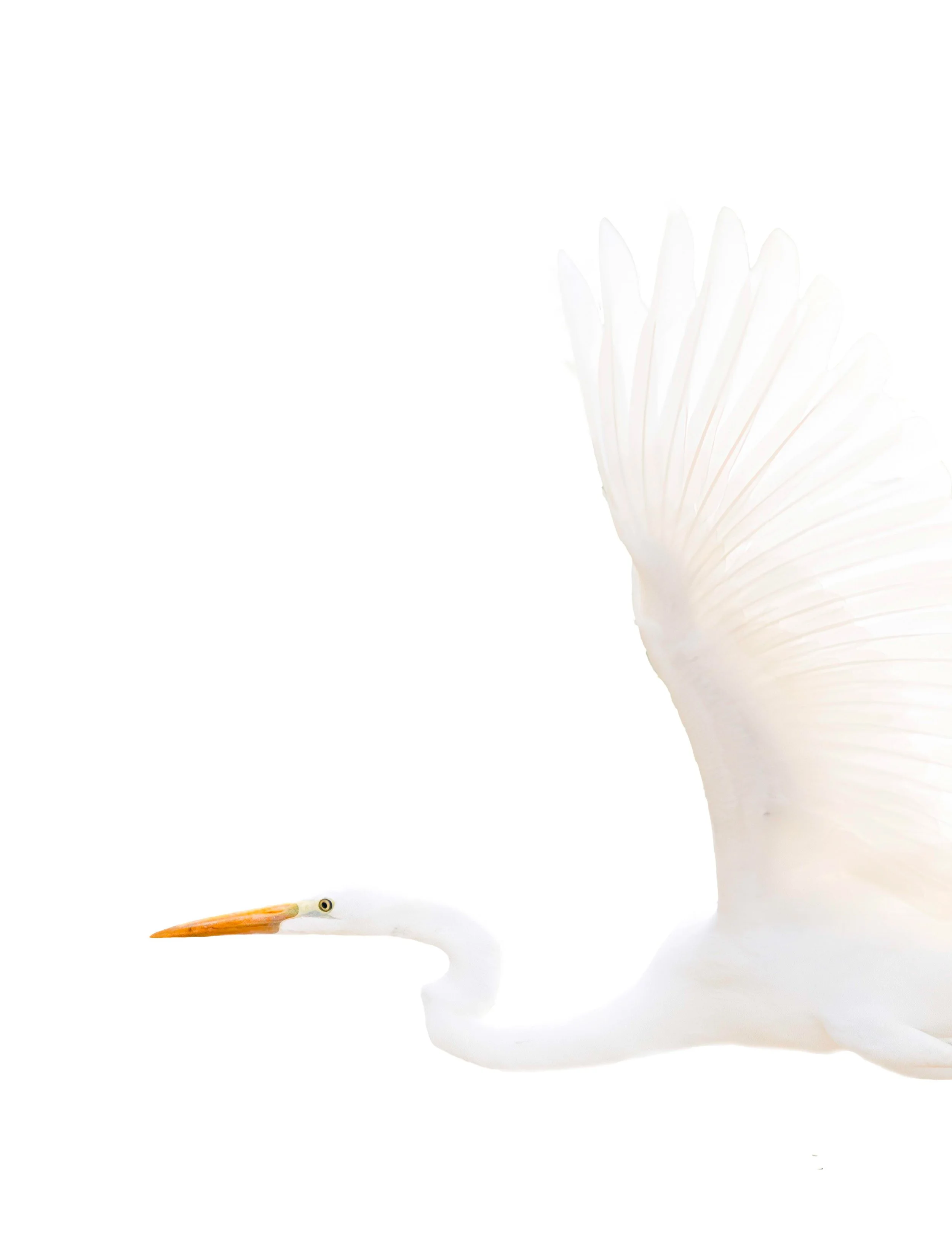 White Wings · Great Egret | 3rd Place · Pulse Px Awards · Spectrum White 1 · Category A · 2025 · 150 entries | 1st Place · Pulse Px Awards · Spectrum White 2 · Category A · 2025 · 99 entries