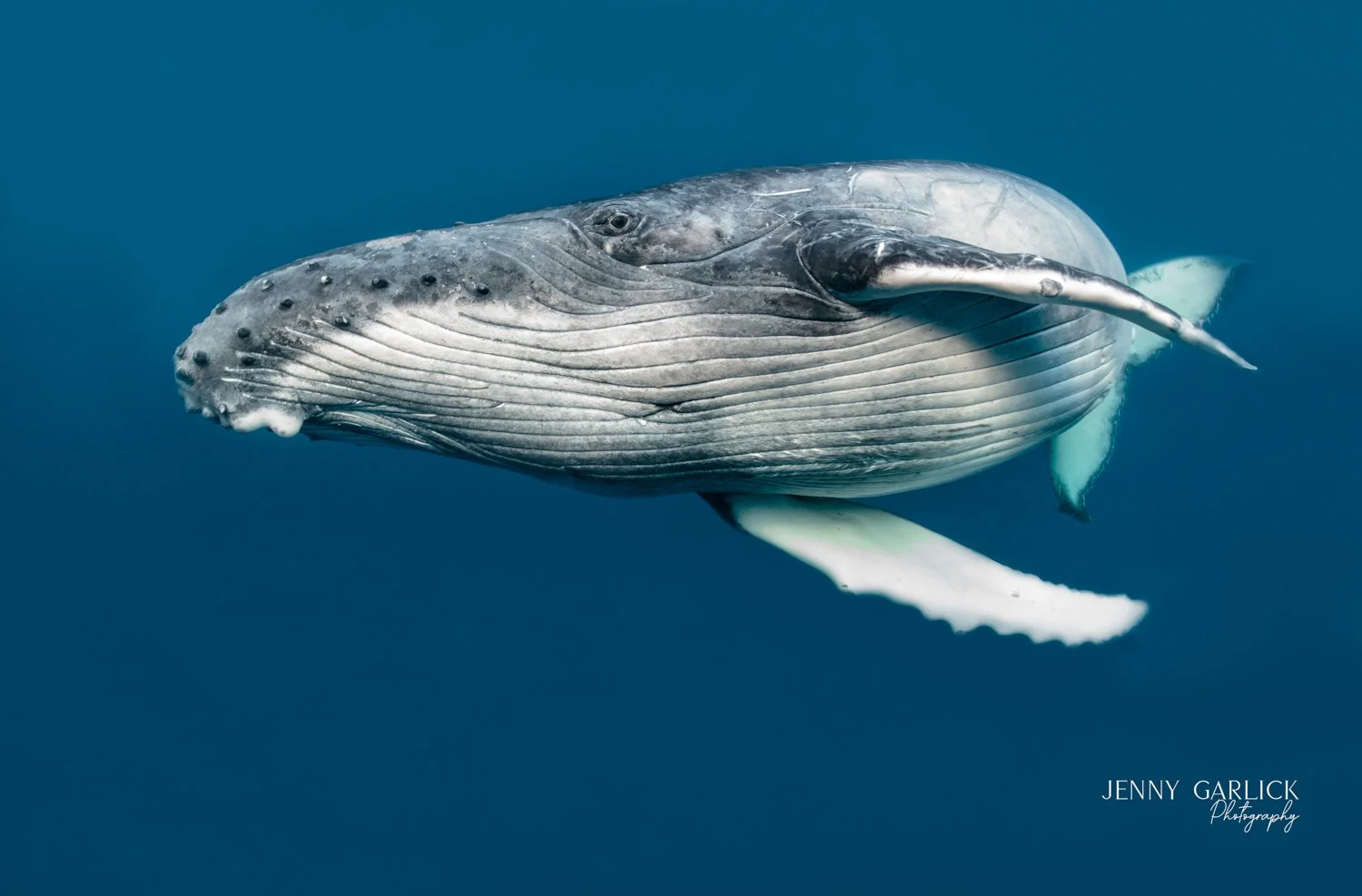 1st Place · Pulse Px Awards, ‘Water Worlds’ · Category A · 2025
105 entries
