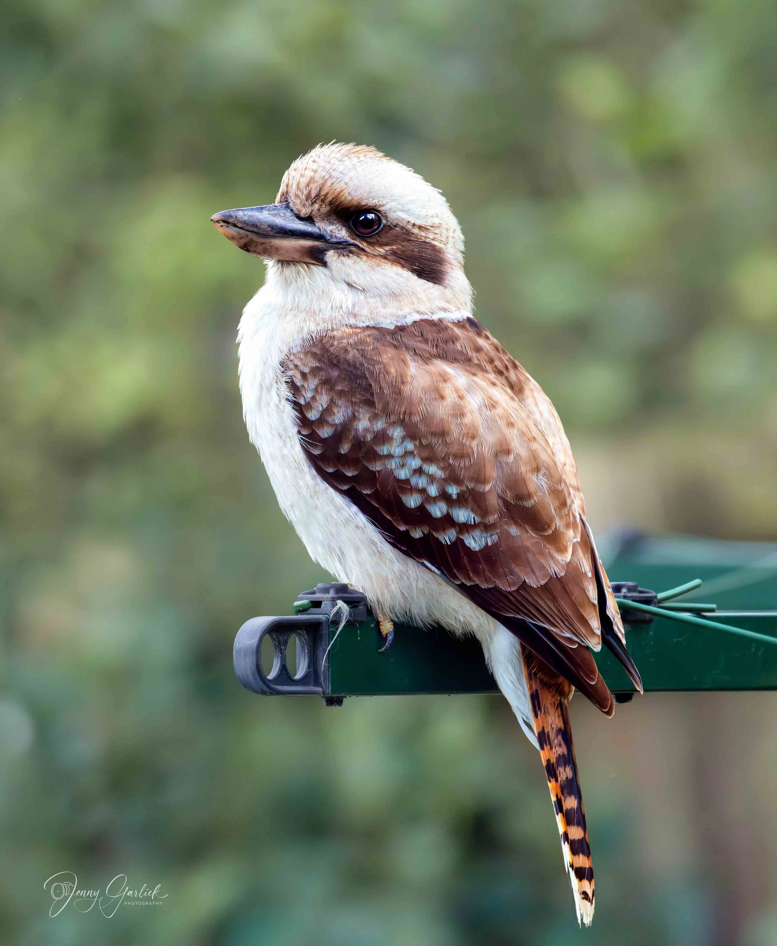 Kookaburra portraits (2 of 4)-Edit.jpg