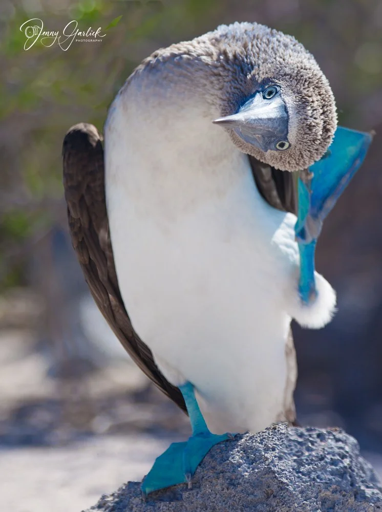 The Blue-Footed Booby · Galápagos Islands | My most popular print — the image hanging on more people’s walls than any other in my collection