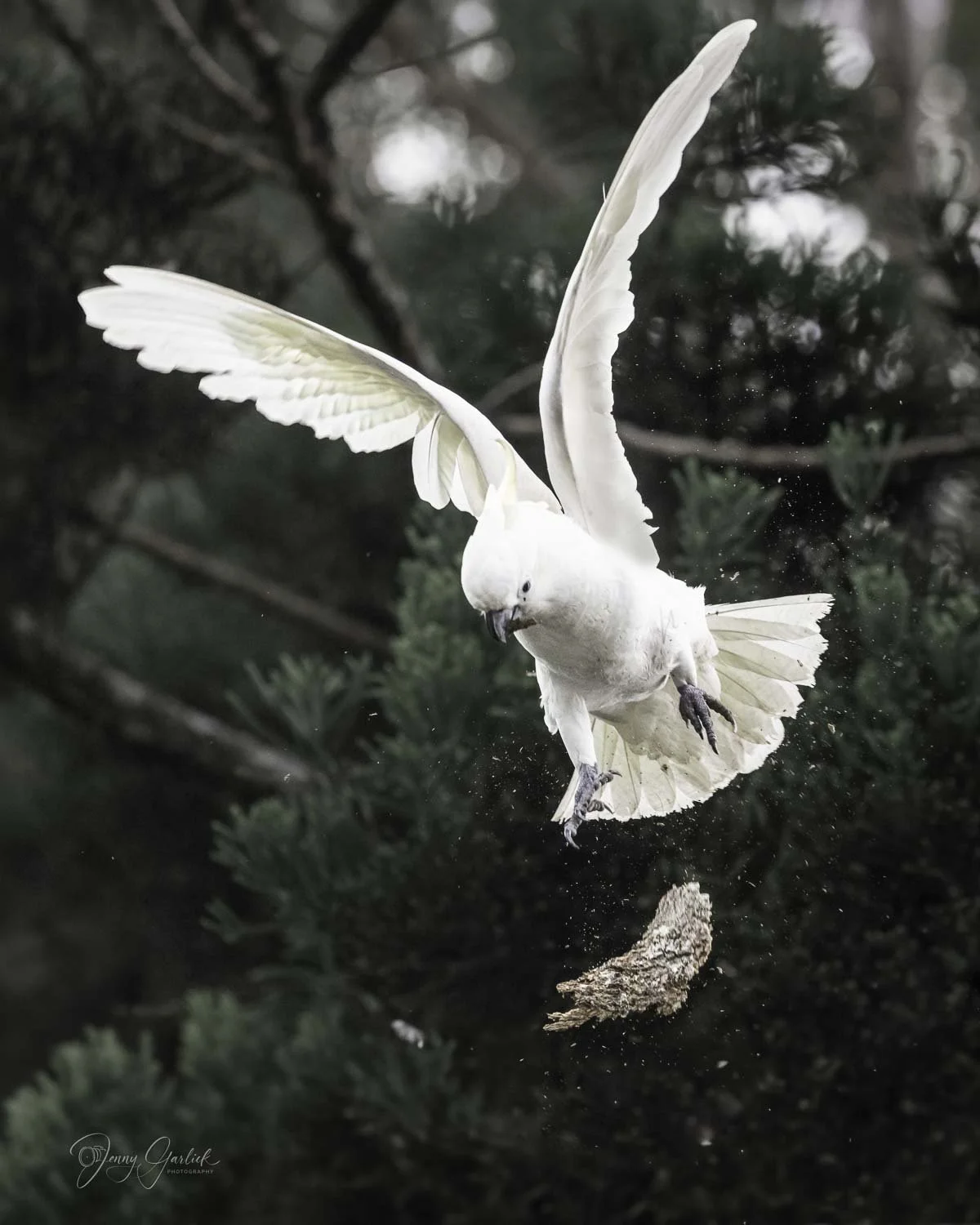 best cockatoo dropping bark (1 of 1)-Edit.jpg