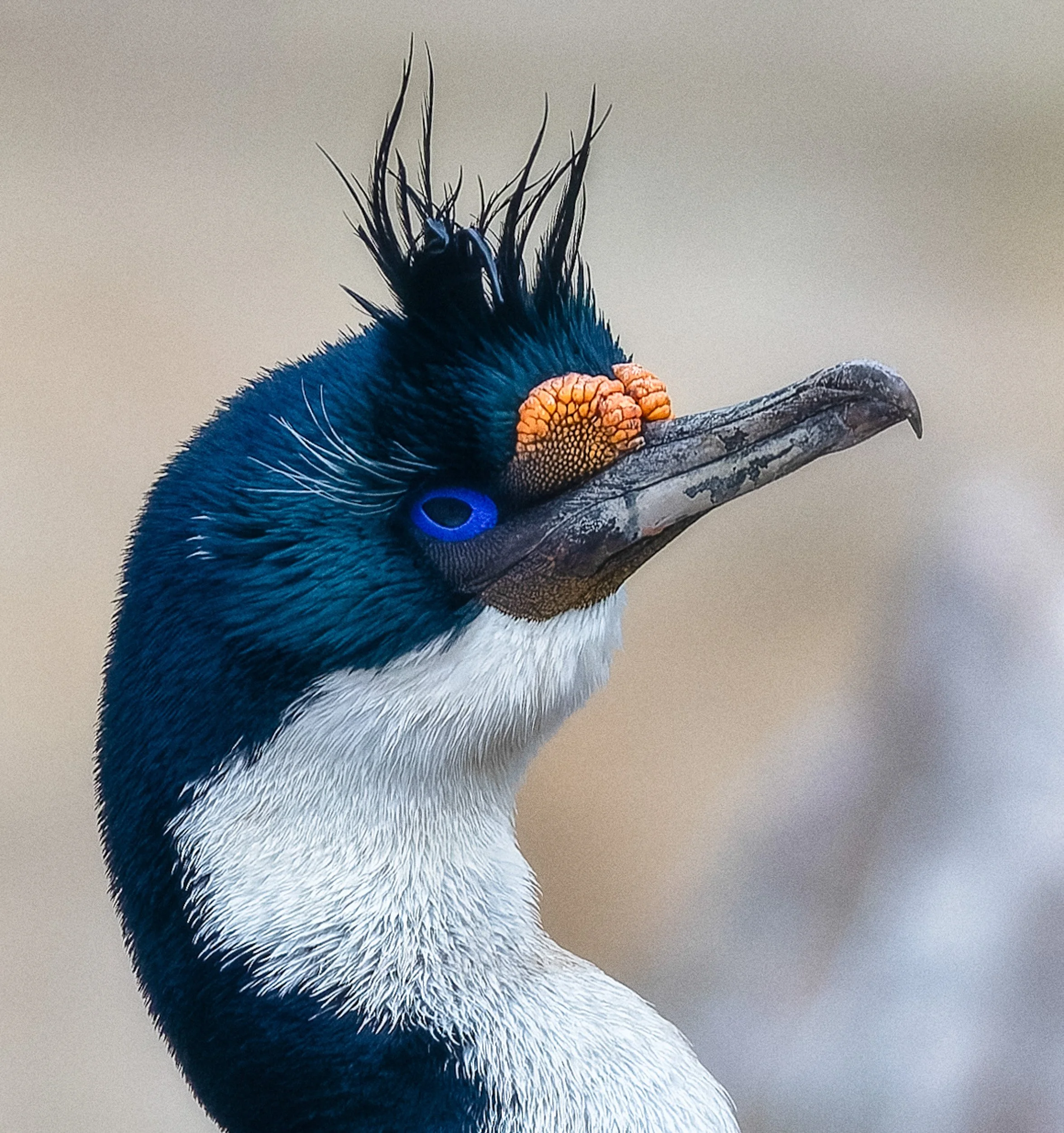 Like A Shag on a Rock · Imperial Shag · Antarctica | 3rd Place · Pulse Px Awards · Animal Sunday · Category A · 2025 · 340 entries