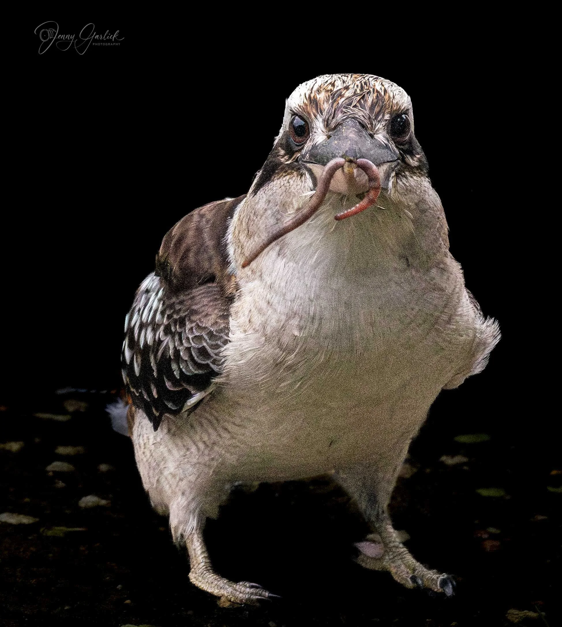 Kookaburra with worm (1 of 1)-Edit.jpg