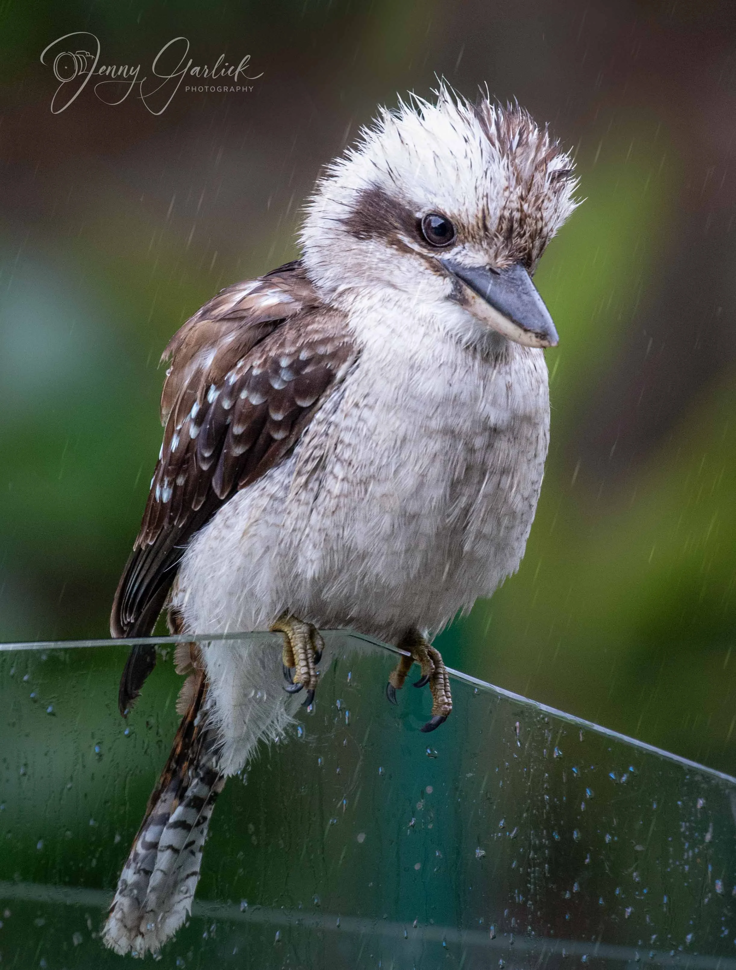 Kookaburra portraits (1 of 4)-Edit.jpg