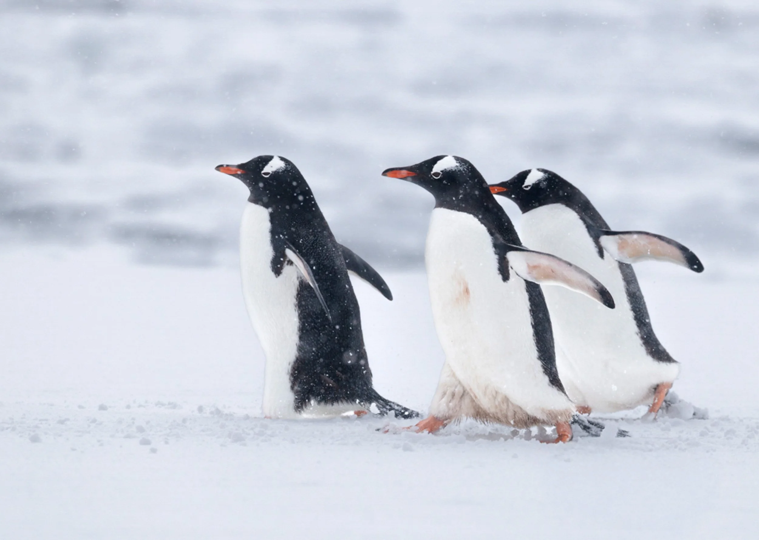 On a Mission · Gentoo Penguins · Antarctica | 3rd Place · Pulse Px Awards · Winter Stories · Category A · 2025 · 419 entries