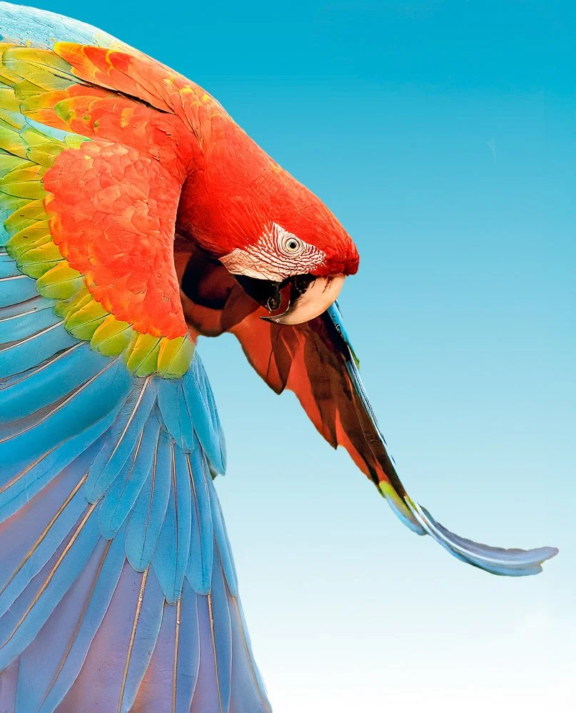 Close-up of a colorful macaw bird with blue, green, yellow, and red feathers against a clear blue sky.