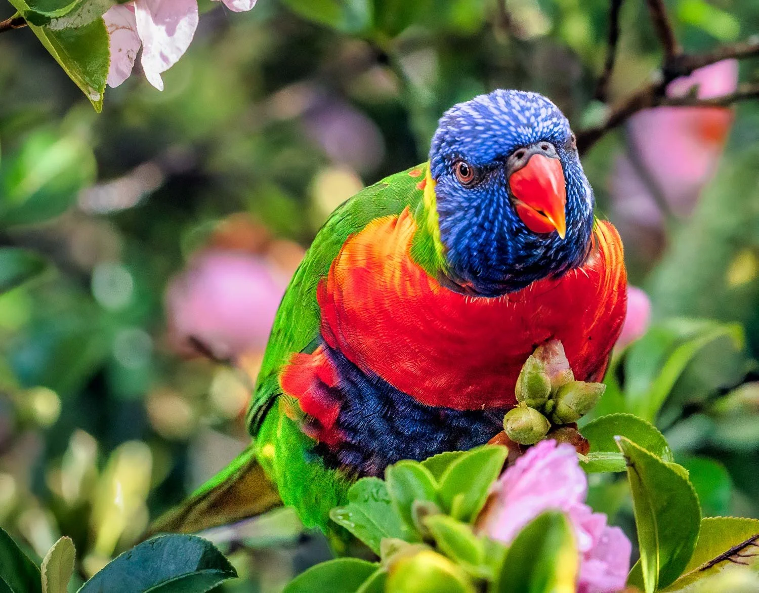 Rainbow Lorikeets Best-untitled (380 of 964)-Edit-Edit-2-Edit-3.jpg