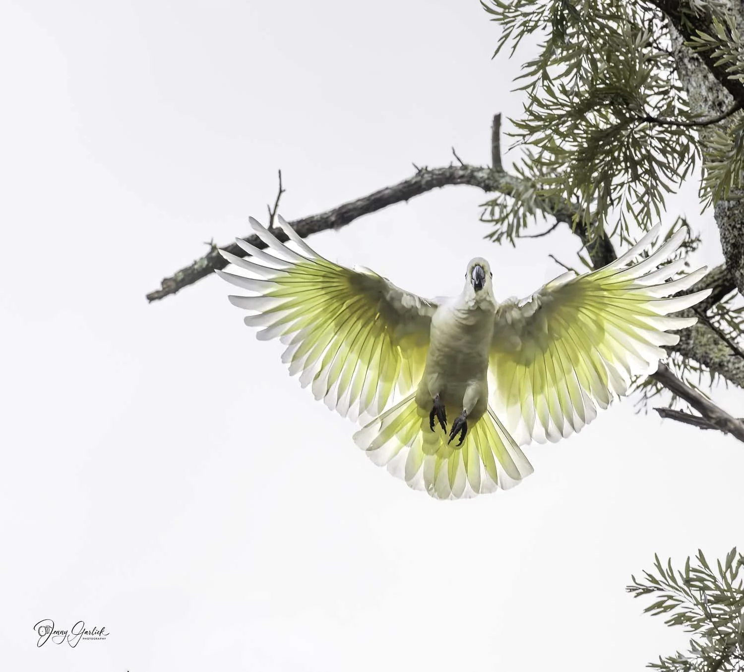 best cockatoo in flight spead wiwngs--Edit.jpg