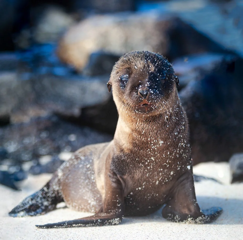 A baby sea otter sitting on the beach with sand on its face and fur.