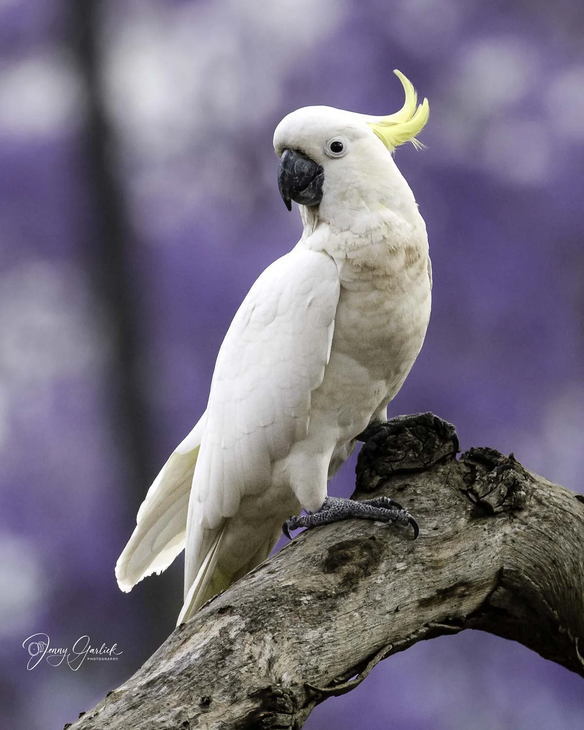 best cockatoopurple portrait--Edit.jpg