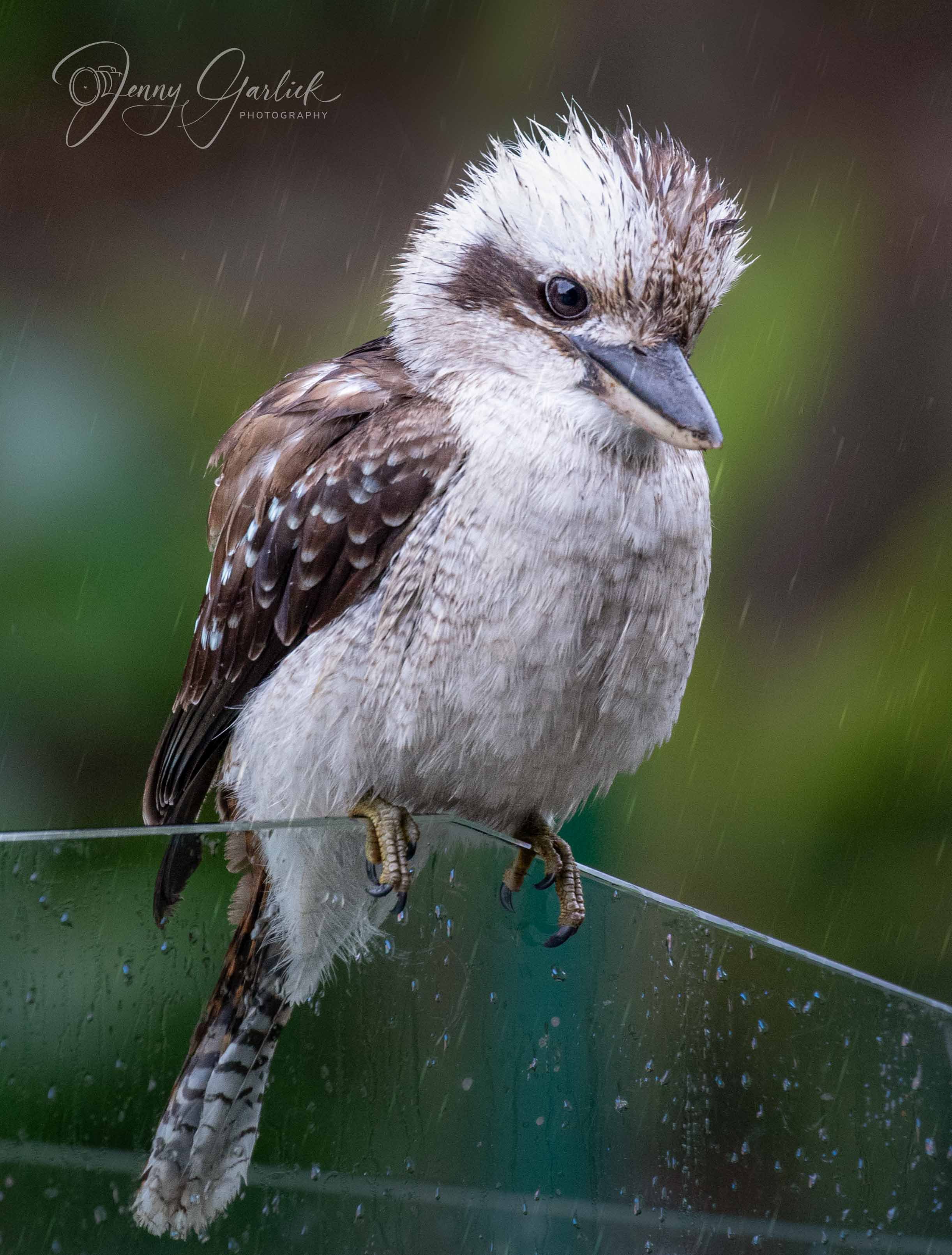 Kookaburra portraits (1 of 4)-Edit.jpg