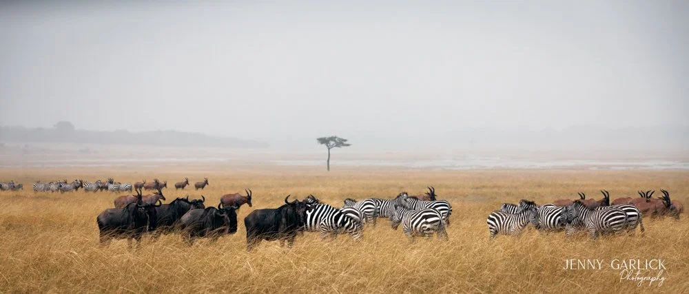 Abundance on the Mara · Tanzania | My second best-selling licensed image