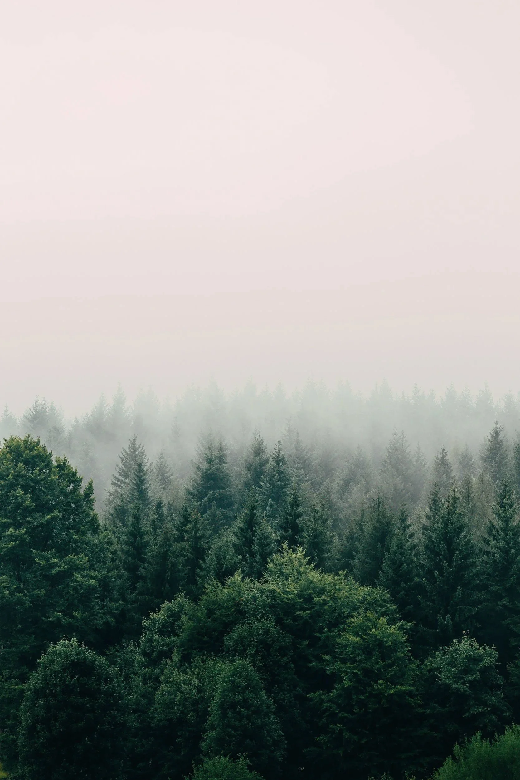 Sumuinen metsä puita ja näkyvissä hillityt vuoret taustalla.