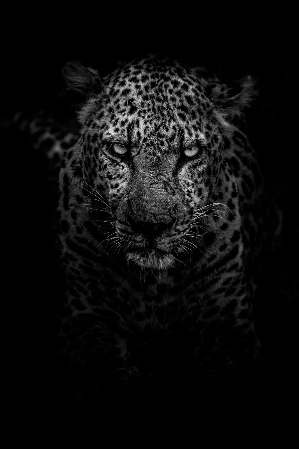 Black and white photo of a jaguar with piercing eyes and intricate fur pattern, set against a dark background.