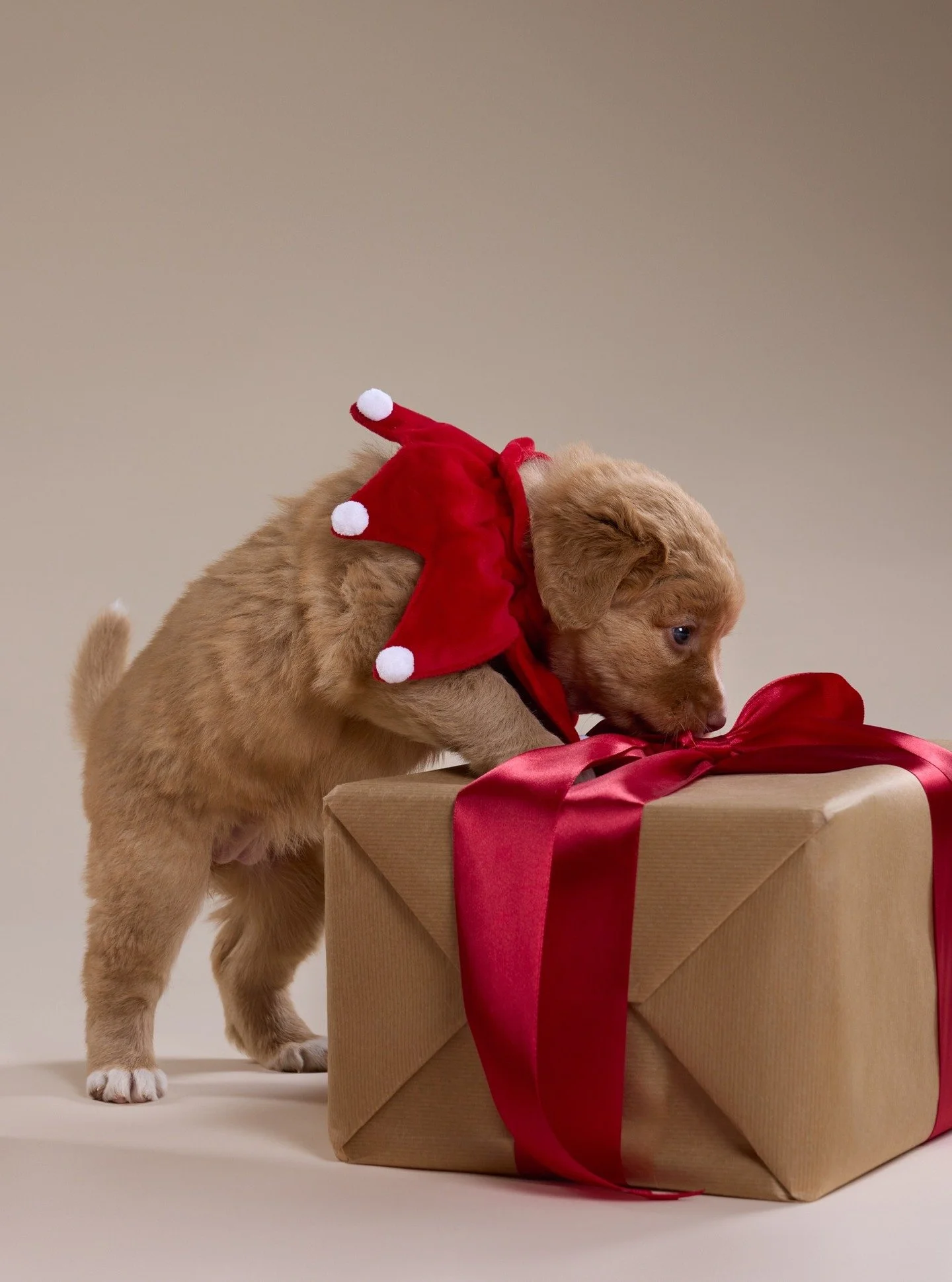 Joulukuu starttaa pienell&auml; paketintarkastajalla 🎁 
Lahjapakettiin ei ole tarjolla koiranpentuja, mutta kuvauslahjakortteja kyll&auml;. 🎄✨
T&auml;m&auml;n vuoden puolella ostettuihin lahjakortteihin tai varattuihin kuvauksiin p&auml;tee vanhat 