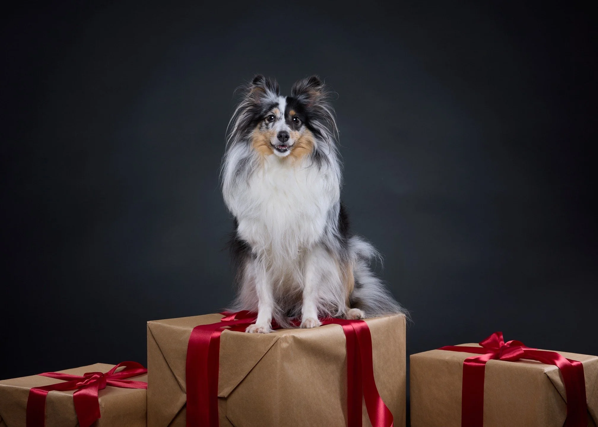 Joulukuun toka ja oli omien ja pojan koiran vuoro piipahtaa studiossa. Huhhuijaa, olipahan &auml;ks&ouml;ni&auml; 😂
.
#joulukuu #joulukuvaus #koirakuvaus #koirakuvausakaa #koirakuvauspirkanmaa #valokuvaajapirkanmaa #sheltti #shetlanninlammaskoira