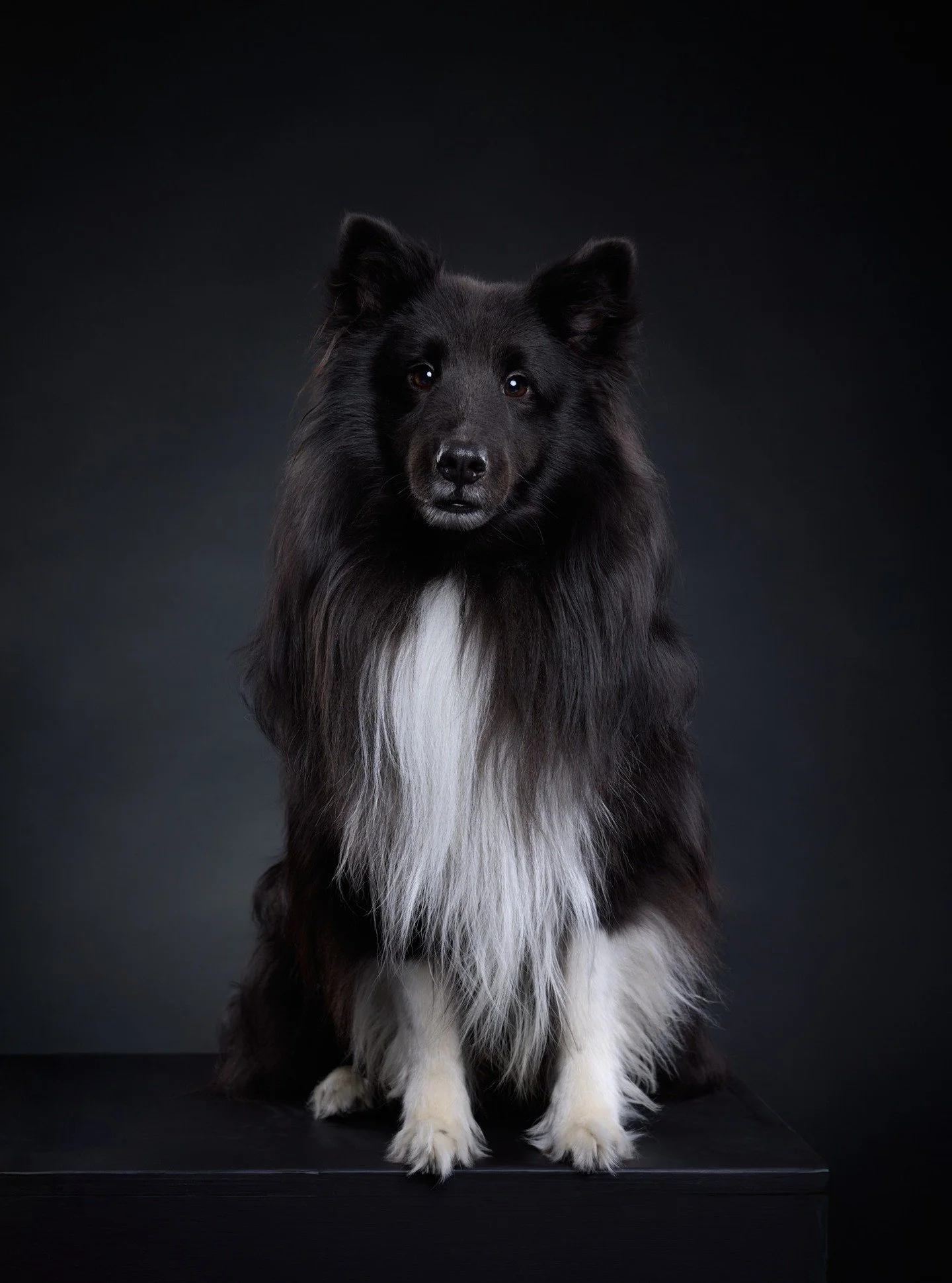 Minun musta aarre. H&auml;nen kanssa ei tule koskaan tyls&auml;&auml; 😅
Jack 🖤
.
#dogphotography #mustakoira #mustaamustalla #dogphotographer #koirakuvaajat #koiravalokuvaus #koirakuvaus #dogsofinstagram #animalphotography #eosr5 #dogoftheday #lemm